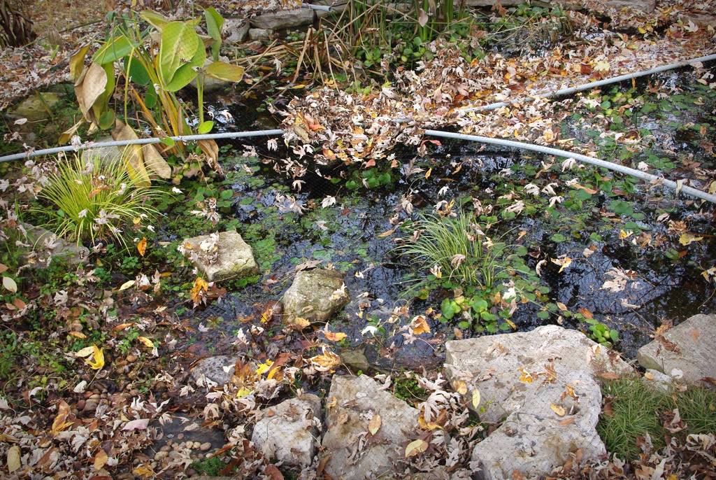 It's Not Work, It's Gardening! Removing the pond leaves